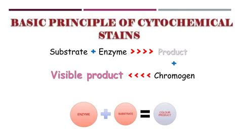 Leukocyte Alkaline Phosphatase Stain | PDF