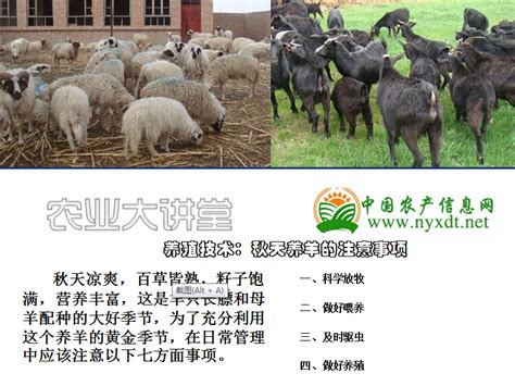 规模化养羊-嵊州新闻网