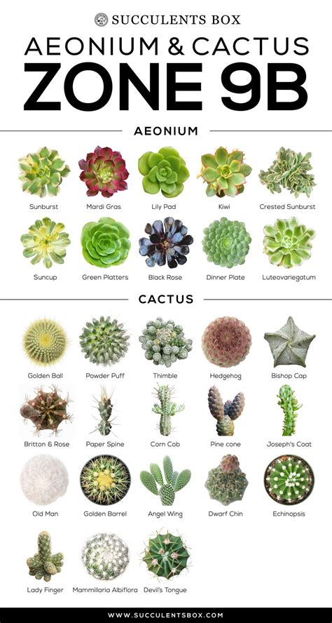 Succulent Cactus Plants
