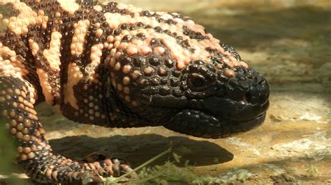 Gila Monster Facts Gila Monster's Burrow Bearport Publishing