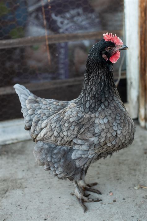 Favorite Chicken Breeds — Whitney Out West