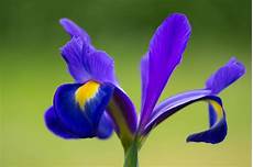 iris fiore immagini iris flower purple 183 free photo on pixabay iris fiore immagini iris flower purple 183 free photo on pixabay