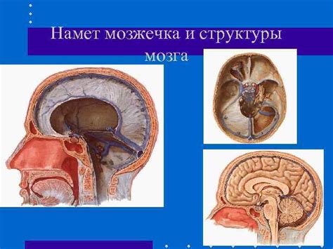 Диагностика и лечение комы Кома