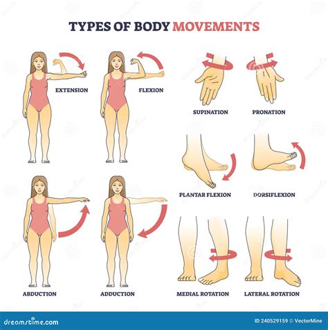 Image result for Muscle Movement Types