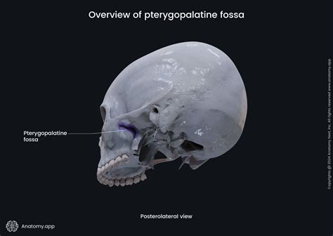 Pterygopalatine Fossa The Pterygopalatine Fossa Contents Openings
