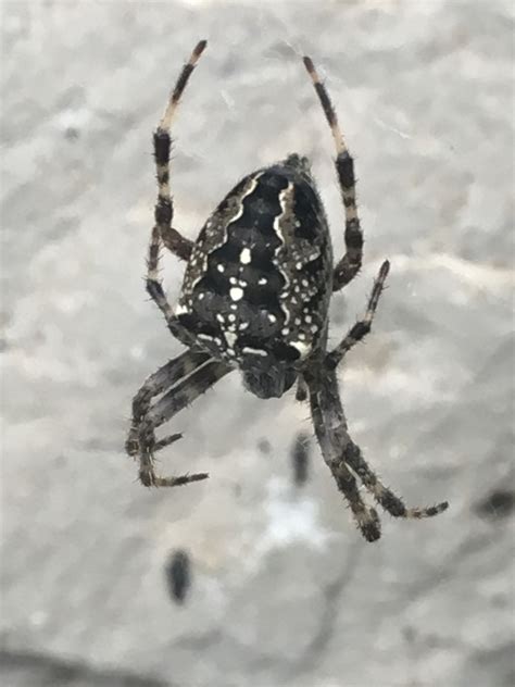 Araneus diadematus (Cross Orb-weaver) in Wisconsin United States