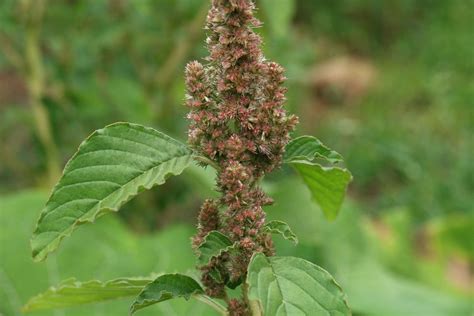 Amaranthus retroflexus