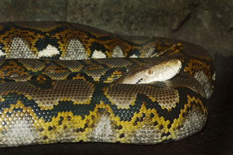 Reticulated Python Power 的图像结果