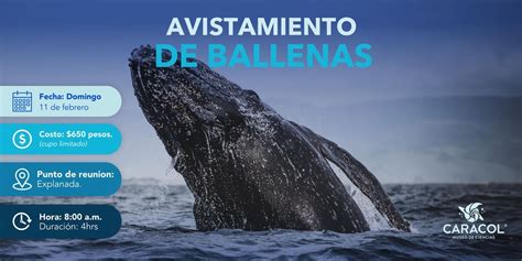 Avistamiento de Ballenas, Caracol Museo de Ciencias, Ensenada, 11 ...