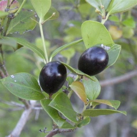 Climbing Num Num Live Plant (Carissa spinarum) – veliyathgardens