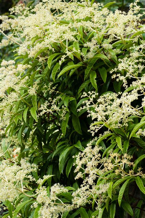 Best evergreen climbers – 10 perennial climbing plants to train – Artofit