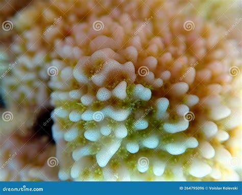 Montipora SPS Coral in Reef Aquarium Tank Stock Photo - Image of decoration, animal: 264795096