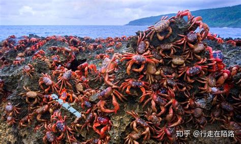 圣诞岛：六成华人只有30%承认祖先，螃蟹满地爬却不让吃 - 知乎