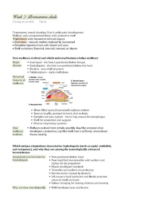 Week 7: Protostome Clade Overview and Evolutionary Insights - Studocu
