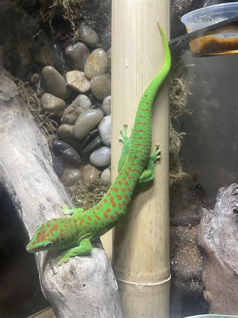 Little giant day gecko appreciation :) : r/geckos