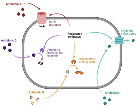 How Do Antibiotics Work Against Bacteria Biology at Molly Carmichael blog