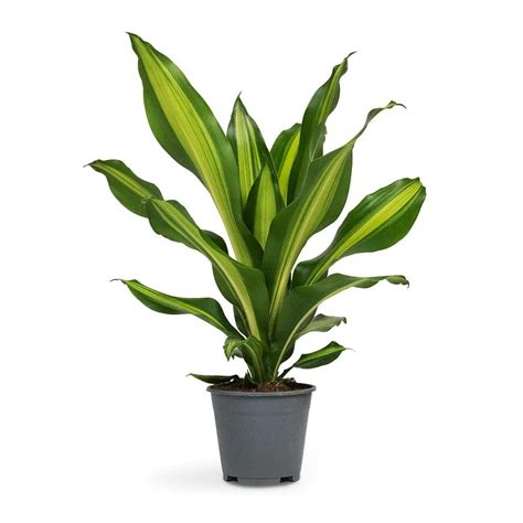 Garden art New Imported Dracaena Massangeana Giganta Plant For Indoor A ...