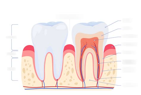Tooth 的图像结果