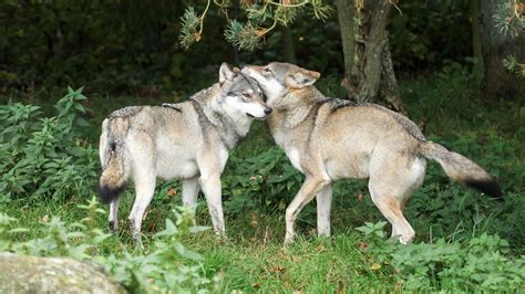 How Do Wolves Find Their Mate at Alexis Dawkins blog