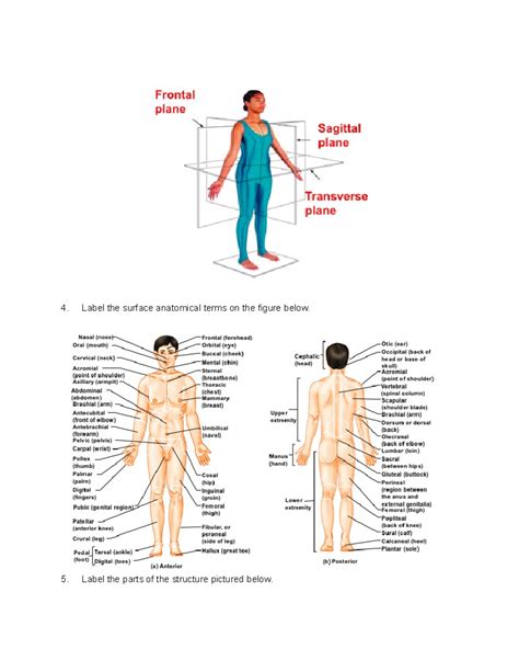 Human Anatomy Body Regions