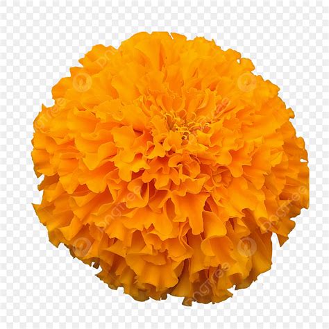 Orange Marigold Flower Png