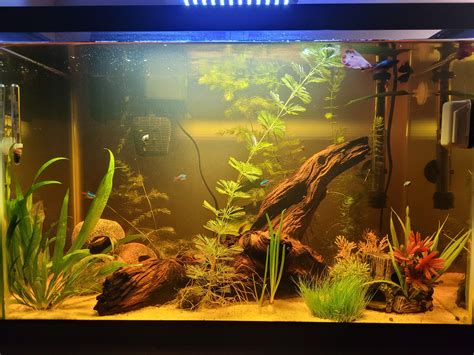 My 20 gallon tall tank. : r/fishforthought