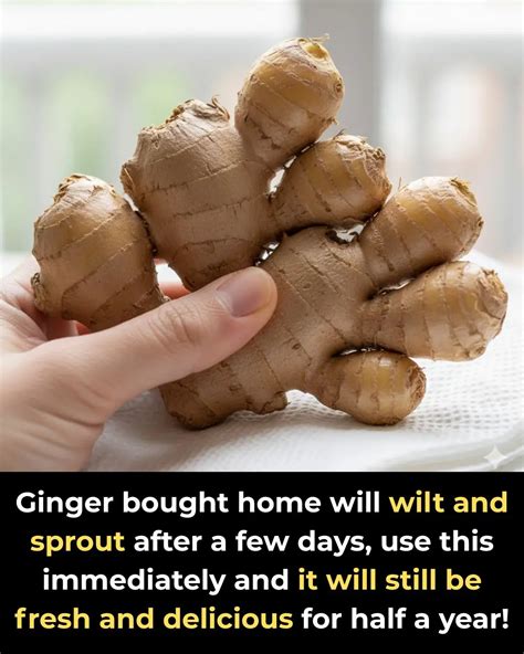 Ginger bought home will wilt and sprout after a few days, use this ...