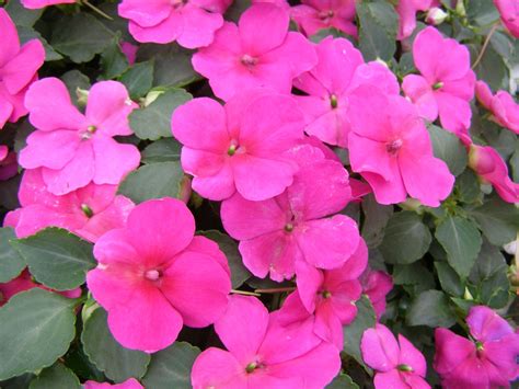 Dazzler Violet Impatiens | Shade loving flowers, Flowering shade plants ...