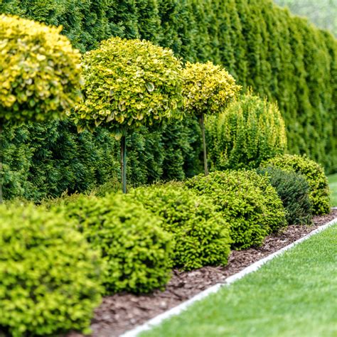 Low Profile Evergreen Shrubs For Landscaping 11 Small Evergreen Shrubs