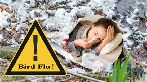 Can H5N1 virus infect humans?