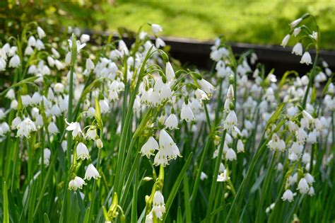 Bulbes Leucojum aestivum 'Gravetye Giant'- DutchGrown™
