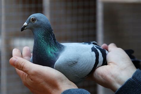 The Beauty of a Homing Pigeon | Toward Beauty