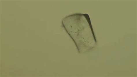 Image result for Microscopy Crystallization