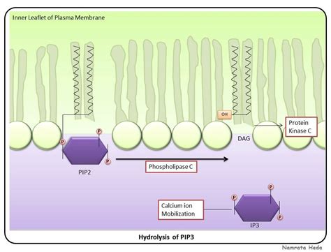 Image result for Pi PIP2 PIP3