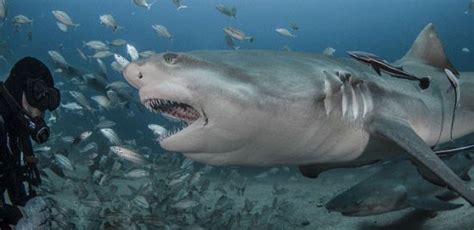 摄影师在保护区水下拍摄鲨鱼