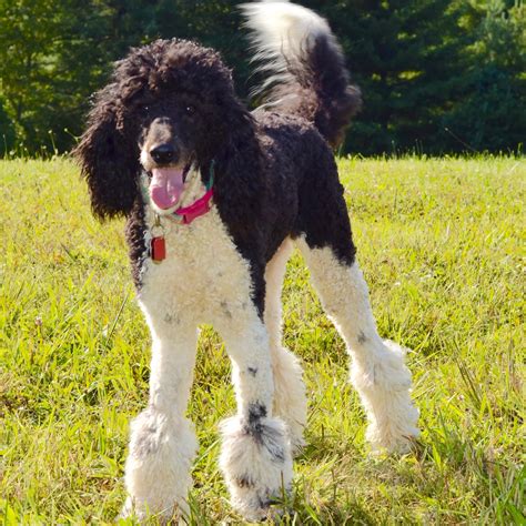 AKC Standard Poodle Puppies For Sale in North Carolina by Above and ...