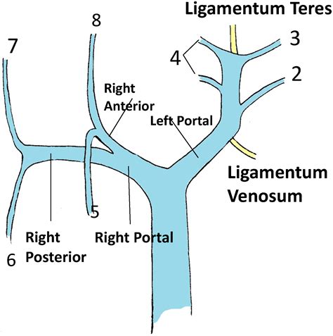 Segmental Oriented Liver Surgery | IntechOpen