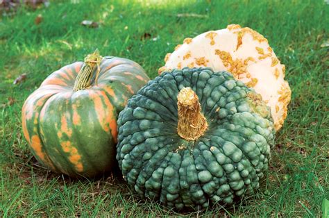 Why Is Rare Pumpkin