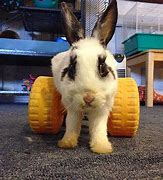 Image result for Pet Rabbit Care