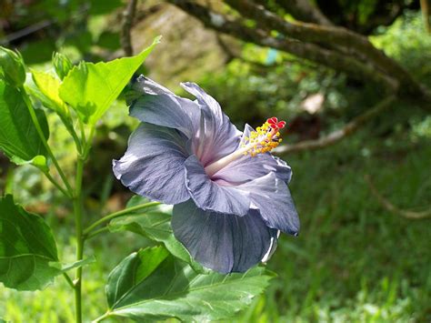 Purple Hibiscus Flower