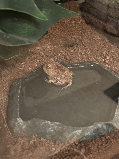 He discovered his water dish for the first time. I’ve had him for 3 months but he never used ...