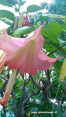 fiore con s datura l incredibile fiore mediterraneo a forma di fiore con s datura l incredibile fiore mediterraneo a forma di