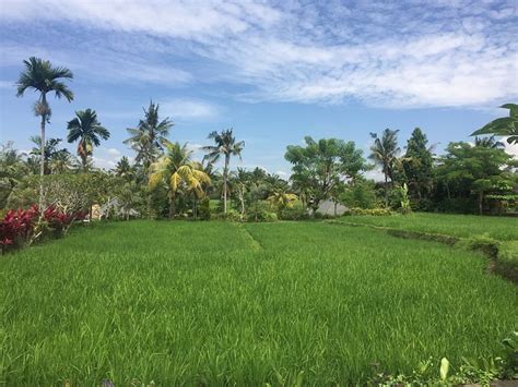 AGUNG RAKA (Ubud, Bali) - Resort Reviews, Photos, Rate Comparison ...