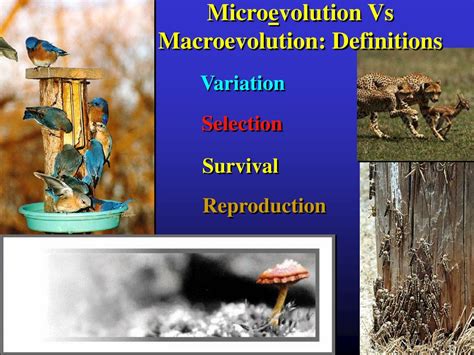 PPT - Evolution Lecture: Human Germ and Microevolution vs ...