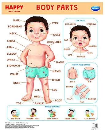 Buy Navneet Happy Wall Chart - Body Parts Book Online at Low Prices in ...