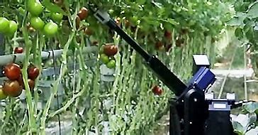 Vision-Guided Robot Trims Tomato Plants with Chameleon3 | Teledyne ...