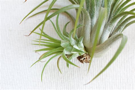 Air Plants Family From Pups - Propagating Tillandsia – Air Plant City