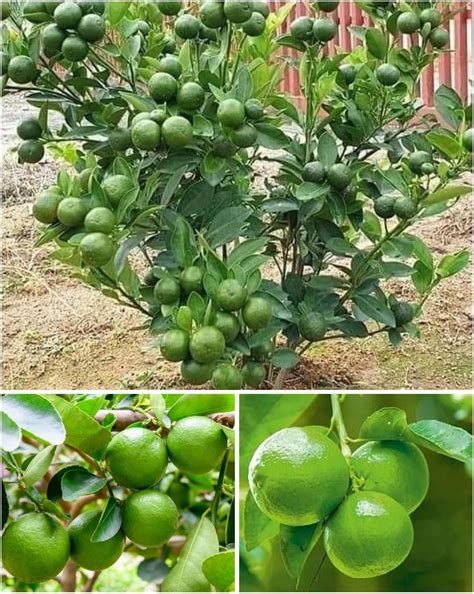 Mphmi Plants Amazingplant nimboo, Lemon Tree Kagzi lime, Grafted ...