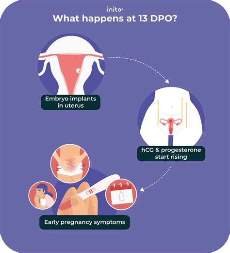 13 DPO Symptoms: How to Tell If You’re Pregnant or Not
