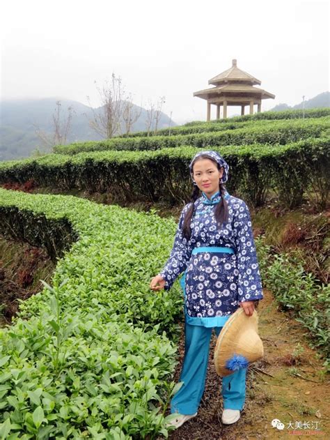 在湖州霞幕山采春茶，感受独特“山场香”_腾讯新闻